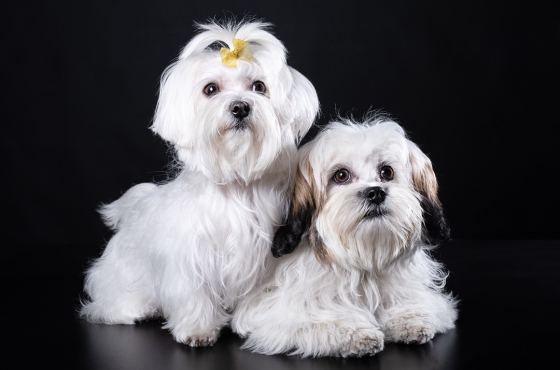 Mascotas