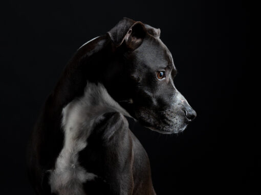 Galería de Retrato de mascotas